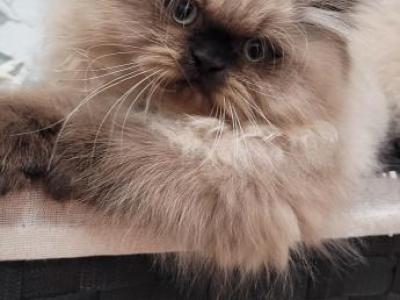 Ringo - Himalayan - Gallery Photo #1