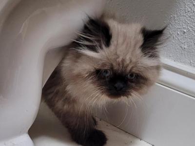 George - Himalayan - Gallery Photo #1