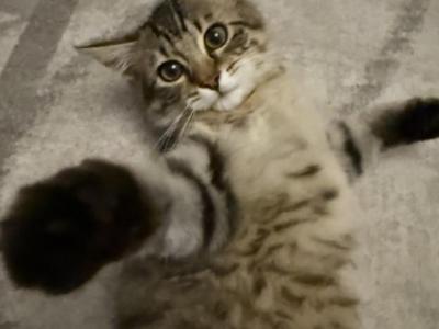American Bobtail Kitten - American Bobtail - Gallery Photo #1