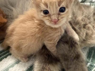 Arthur - Maine Coon - Gallery Photo #1