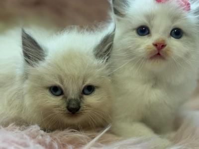 Ragdoll Kittens - Ragdoll - Gallery Photo #1
