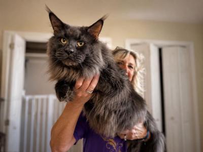 Brick - Maine Coon - Gallery Photo #1