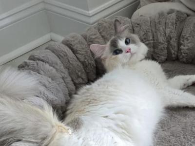 Zelda's Litter - Ragdoll - Gallery Photo #1