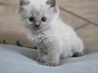 Blue Point Ragdoll Male - Ragdoll - Gallery Photo #1