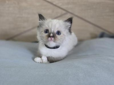 Seal Point Ragdoll Female - Ragdoll - Gallery Photo #1