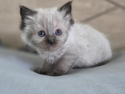 Seal Point Ragdoll - Ragdoll - Gallery Photo #1