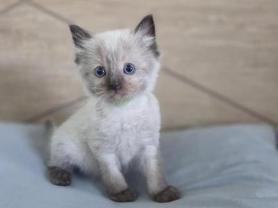 Seal Point Ragdoll Male - Ragdoll - Gallery Photo #1