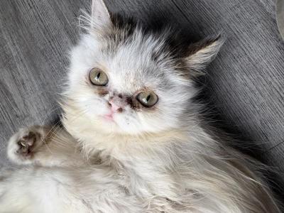 Long Haired Flat Face Persian - Persian - Gallery Photo #1