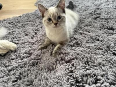Bella - Siamese - Gallery Photo #1