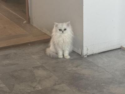 Lexi - Persian - Gallery Photo #1