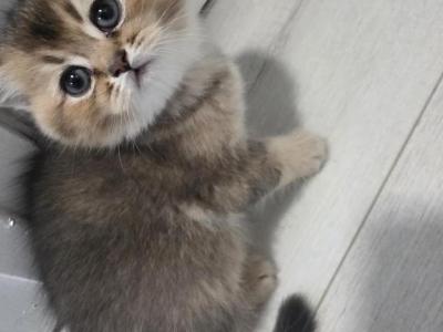 Charlie - Scottish Fold - Gallery Photo #1