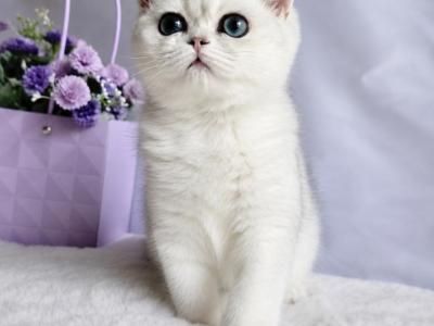 Yagodka - British Shorthair - Gallery Photo #1