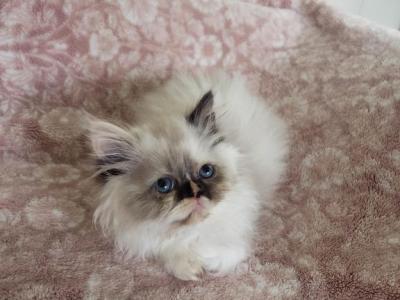 Mercedes - Persian - Gallery Photo #1