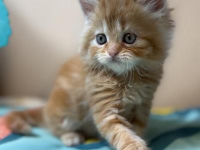 Doll Face Persian Kittens - Persian - Gallery Photo #1