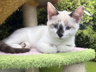 Siamese & Domestic Mix - Siamese - Gallery Photo #1