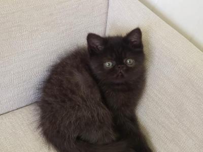 Hugo - Exotic - Gallery Photo #1