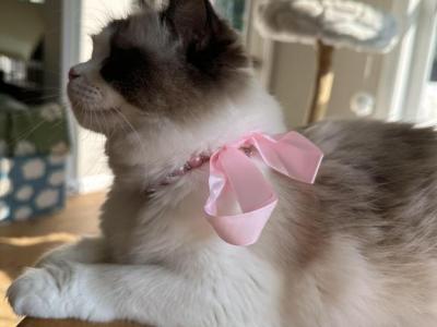 TICA Ragdoll Kittens - Ragdoll - Gallery Photo #1