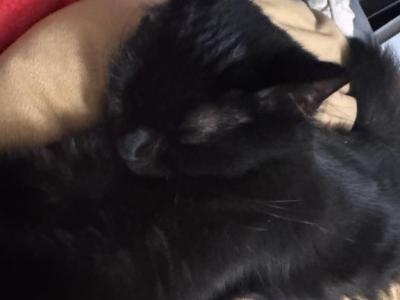 Ndoki - Turkish Angora - Gallery Photo #1