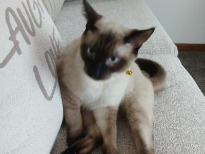 Nico - Siamese - Gallery Photo #1