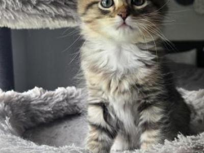 Ragamuffin Sisters - Ragamuffin - Gallery Photo #1