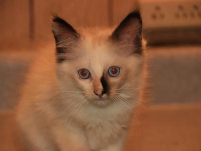 Dax Polydactly - Ragdoll - Gallery Photo #1