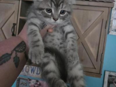Himalayan Kittens Still Available - Persian - Gallery Photo #1