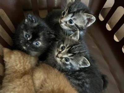 Torti - Domestic - Gallery Photo #1