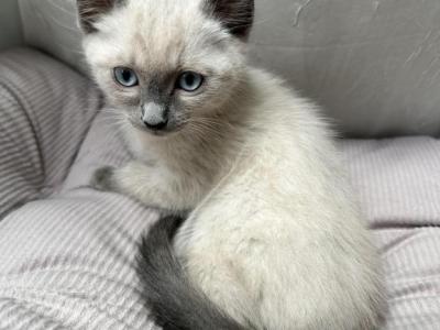 Blue Point Siamese - Siamese - Gallery Photo #1