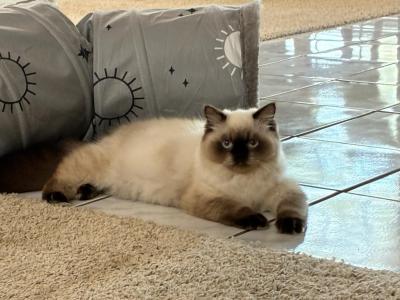 Vivian Leigh - Himalayan - Gallery Photo #1
