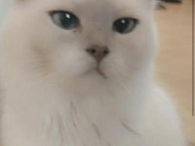 Kats Ravishing Ragdolls Litter 1 - Ragdoll - Gallery Photo #1
