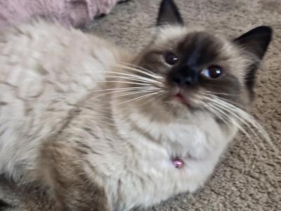 Accepting Deposits Kats Ravishing Ragdolls - Ragdoll - Gallery Photo #1