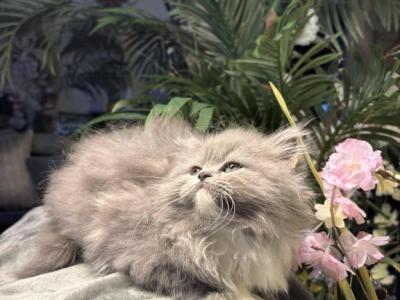Fluff Ball - Persian - Gallery Photo #1
