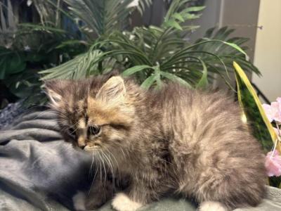 Fluff Ball - Persian - Gallery Photo #1