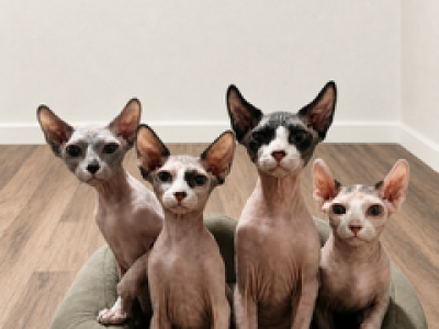 Zena First - Sphynx - Gallery Photo #1