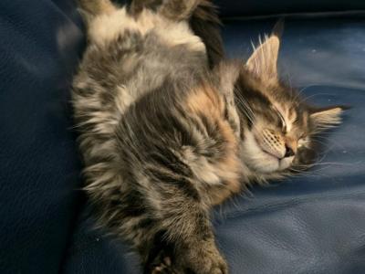 Katya - Maine Coon - Gallery Photo #1
