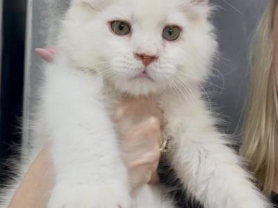 Silver - Maine Coon - Gallery Photo #1