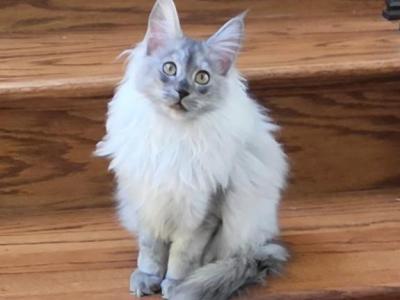 Litter T Female - Maine Coon - Gallery Photo #1