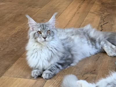 Blue Silver Tabby Female - Maine Coon - Gallery Photo #1
