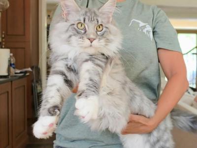 Litter S Female - Maine Coon - Gallery Photo #1