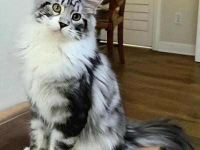 Black Silve Tabby Female - Maine Coon - Gallery Photo #1