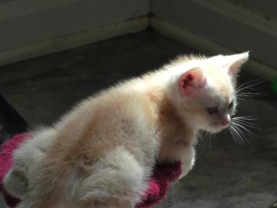 Archie - Domestic - Gallery Photo #1