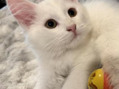 FirCountry Duchess - Siberian - Gallery Photo #1