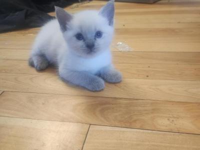 Princess - Siamese - Gallery Photo #1