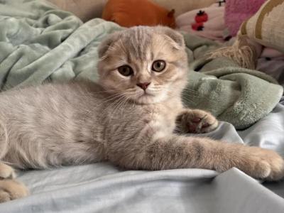 Peach - Scottish Fold - Gallery Photo #1