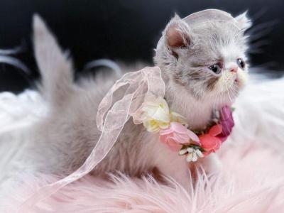 Marzipan Lilac Bicolor Exotic Shorthair Kitten - Exotic - Gallery Photo #1