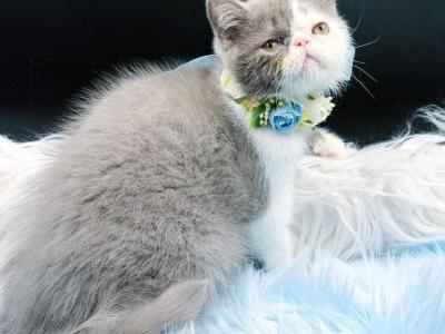 Praline Lilac Bicolor Exotic Shorthair Kitten - Exotic - Gallery Photo #1