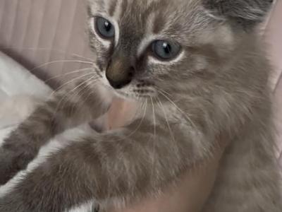 Lynx Point - Siamese - Gallery Photo #1