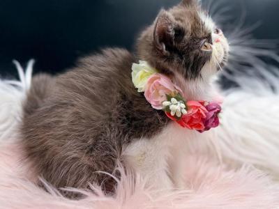Cannoli Chocolate Bicolor Exotic Shorthair Kitten - Exotic - Gallery Photo #1