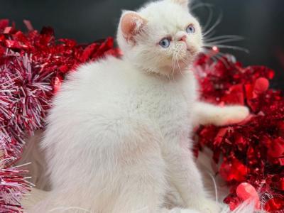 Renoir Cream Point Exotic Shorthair - Exotic - Gallery Photo #1