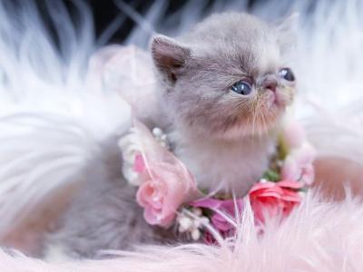 Ganache Lilac Bicolor Exotic Shorthair Kitten - Exotic - Gallery Photo #1